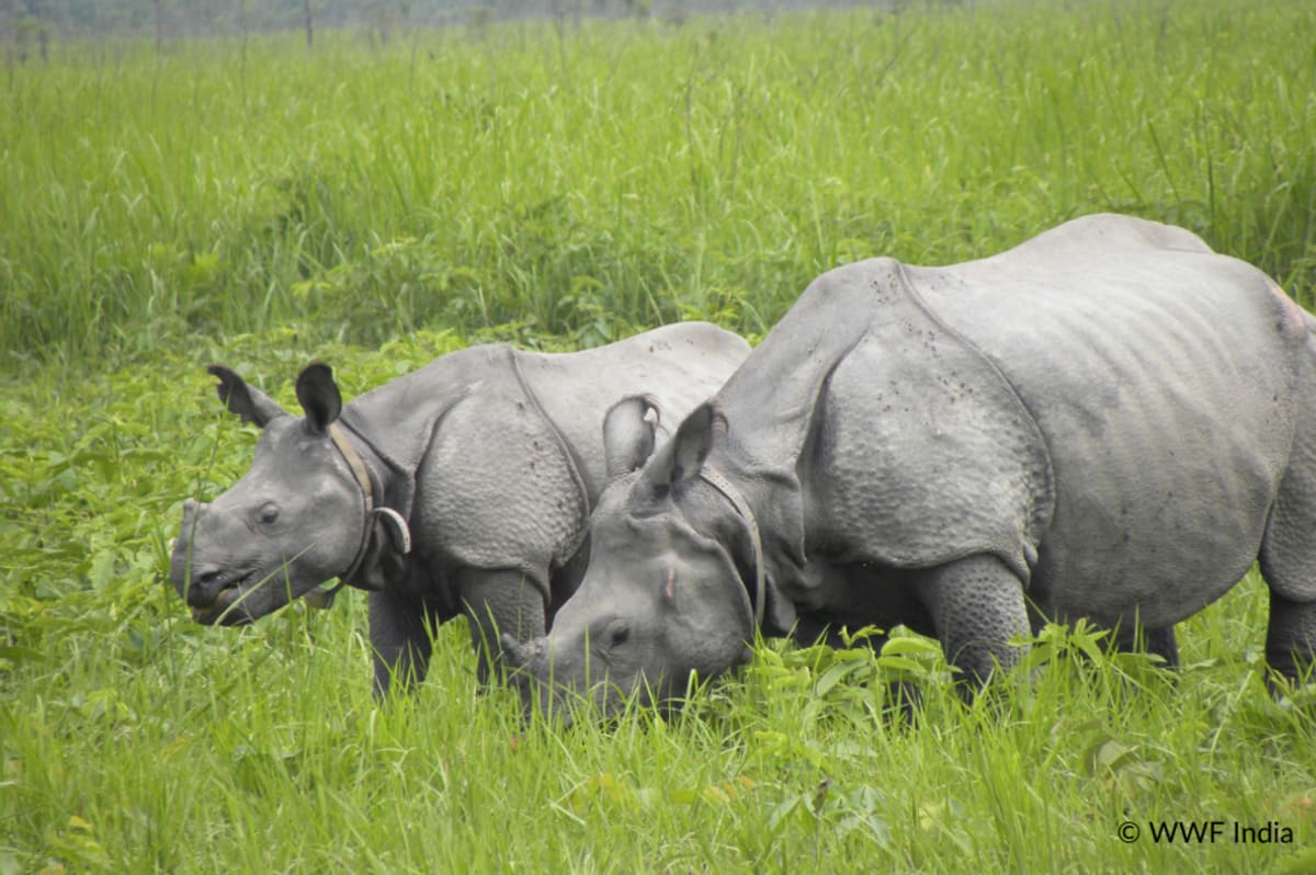 54 Rhinos Now Thrive in Manas After Total Extinction