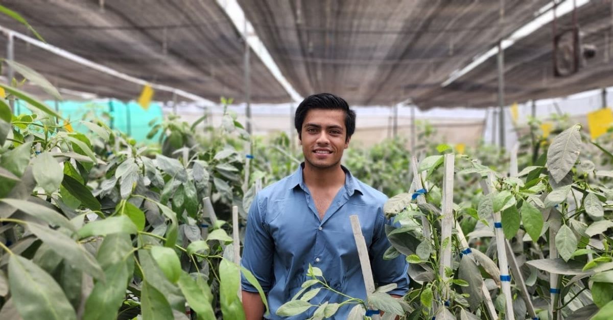 Young Indian farmer standing among rows of green avocado plants on raised soil beds in Bhopal