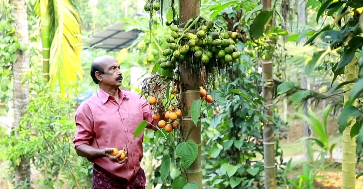 K T Francis standing among lush coconut palms and pepper vines on his organic farm in Kozhikode