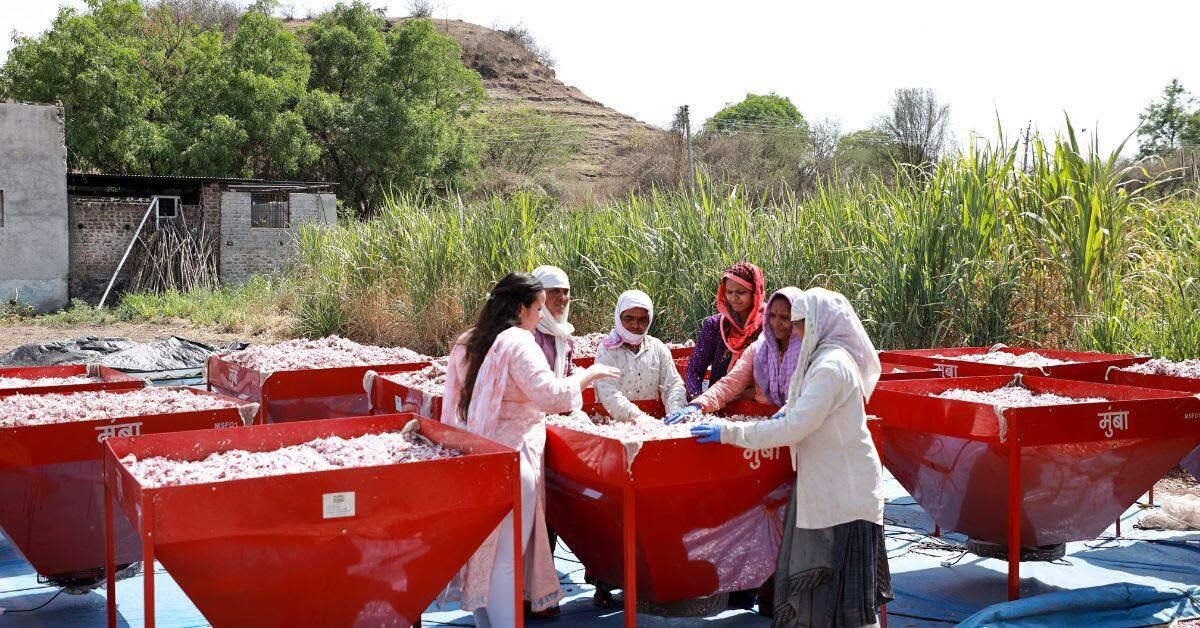 Indian women entrepreneurs using solar-powered dehydrator to process fresh vegetables into shelf-stable products