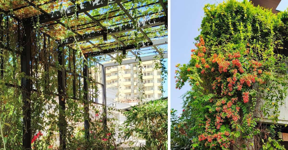 Dense green creepers and flowering plants covering the exterior walls of a home in Surat