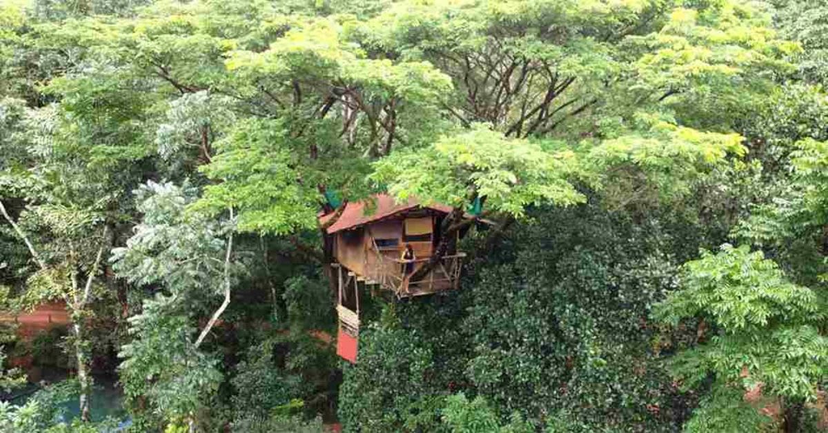 Wooden treehouse suspended 55 feet high among green canopy at Varanashi organic farm Karnataka