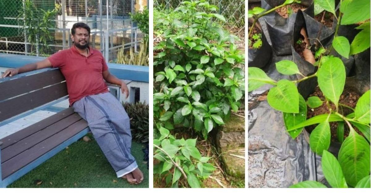 Kerala engineer Ezekiel Poulose standing among hundreds of medicinal plants on his lush farm