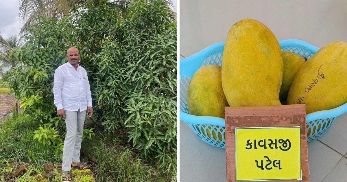 Farmer Revives 200-Year-Old Mango Once Gifted to Royalty - Image 2