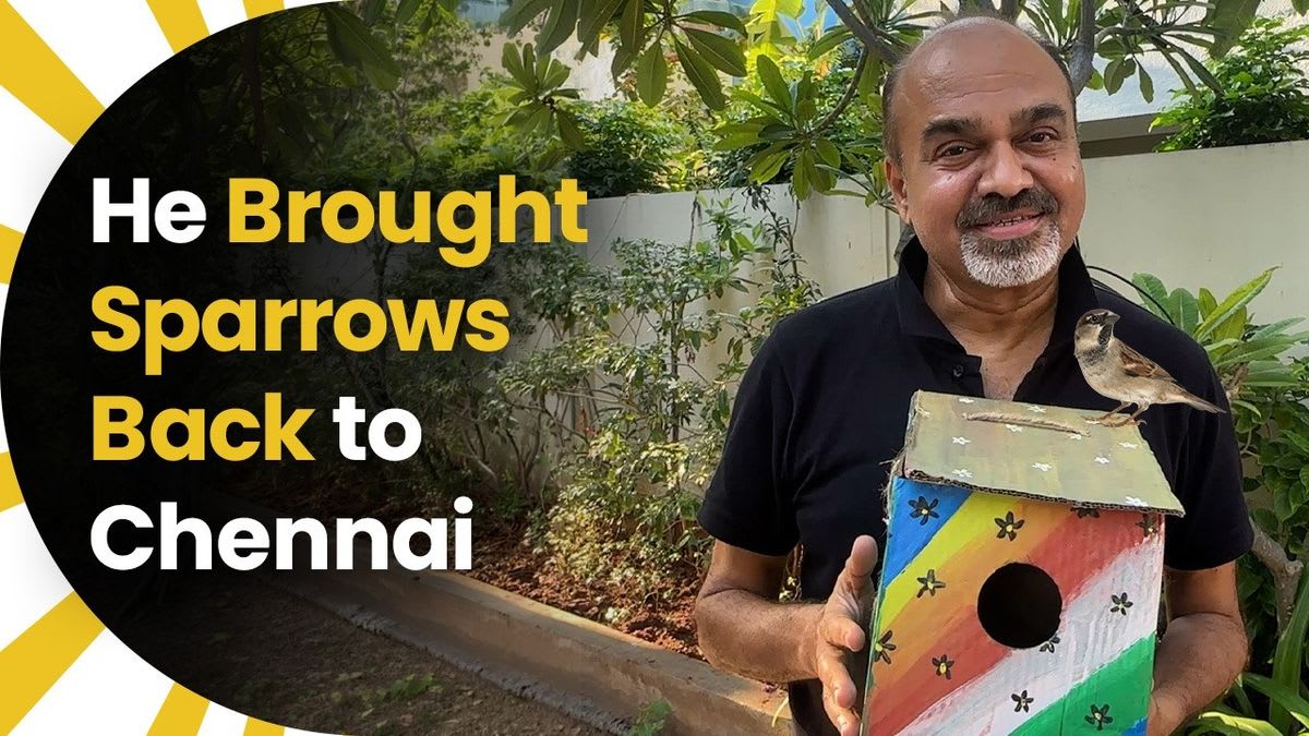 Chennai Man Brings Sparrows Back With 4,000 Nests