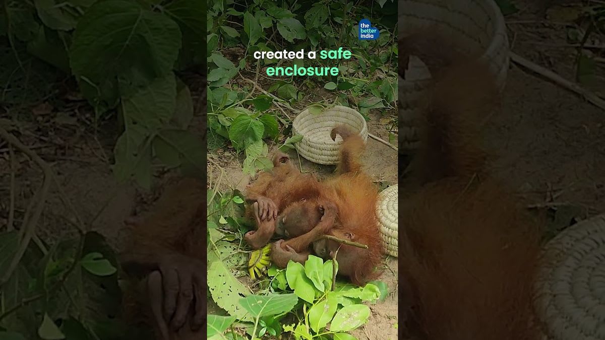 IFS officer Pratik Indalkar and team rescuing five baby orangutans in Odisha forest