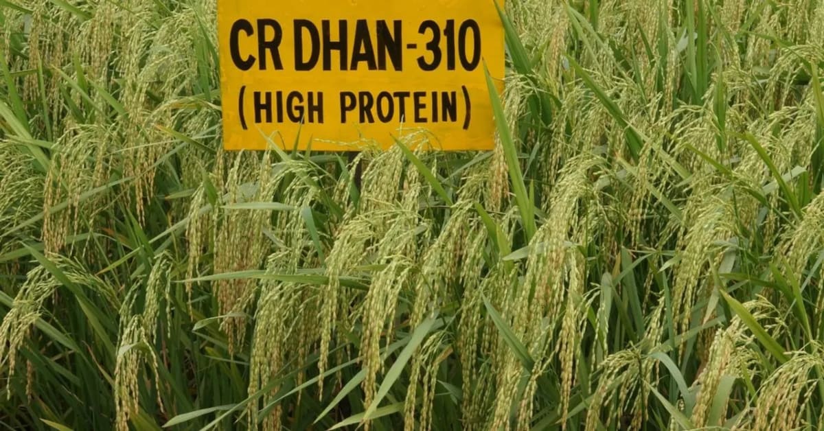 India's High-Protein Rice Fights Hidden Hunger - Image 2