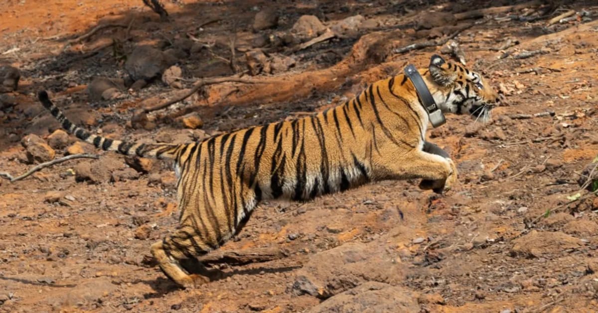 Tigress Hirkani Helps Rebuild Maharashtra's Lost Tiger Home - Image 2