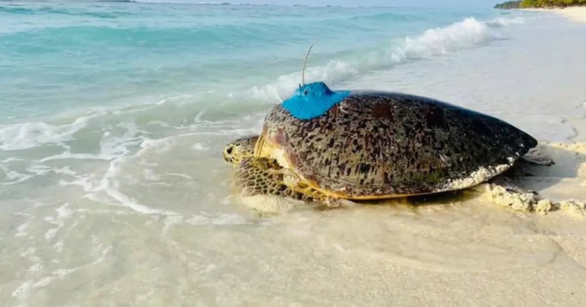 Tamil Nadu Guards 207,000 Turtle Eggs on 51 Beaches - Image 2