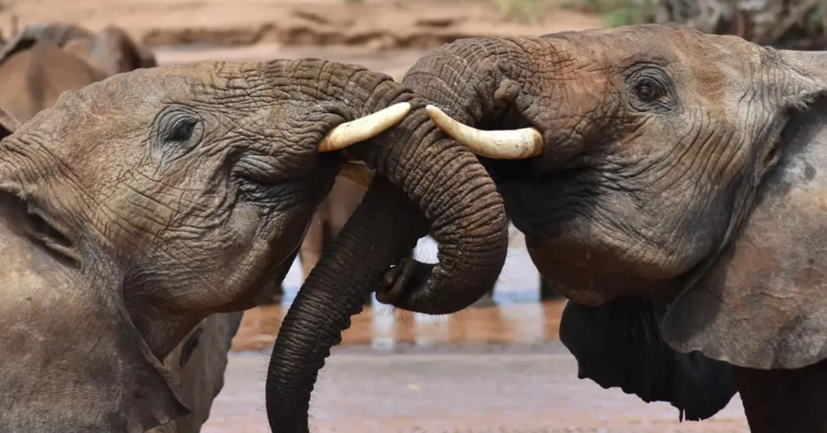 AI Decodes Animal Communication and Hidden Social Lives - Image 2