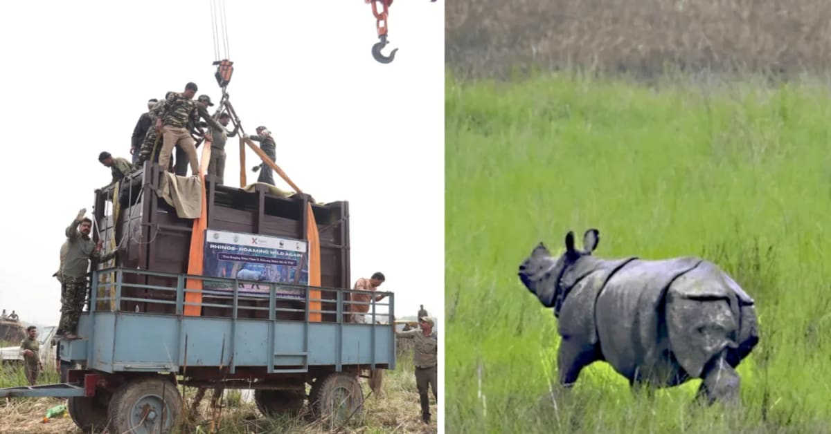 India Releases 4 Rhinos Into the Wild After 40 Years - Image 2