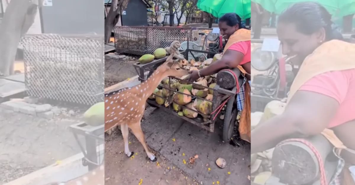 IIT Madras Coconut Vendor Feeds Students and Monkeys for 20 Years - Image 2