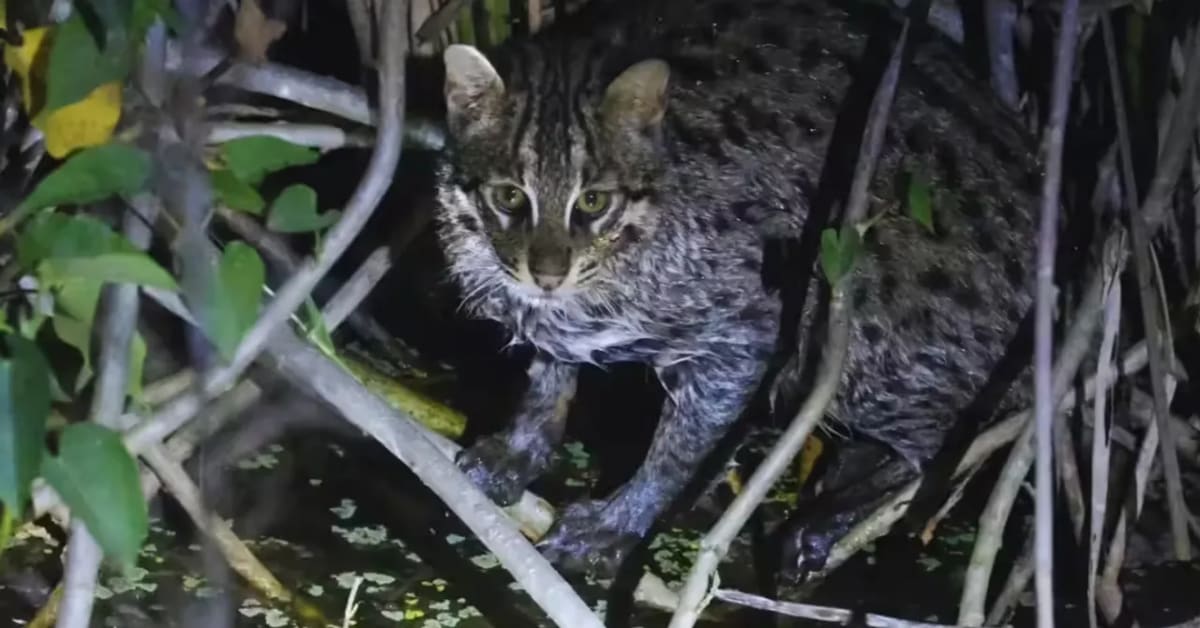 Father and Son Photograph Rare Fishing Cat in India - Image 2