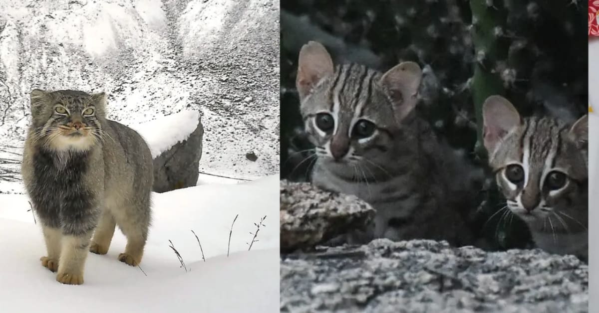 Camera Traps Reveal 10 Rare Wild Cats Across India - Image 3