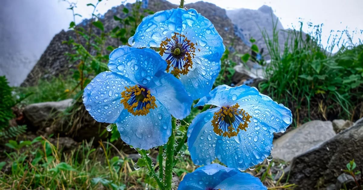 Himalayan Blue Poppy Waits Years to Bloom for One Week - Image 2