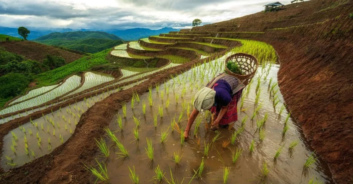 This 500-Year-Old System Feeds Villages Without Wasting Water - Image 3