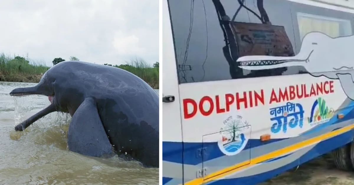 India's Dolphin Ambulance Saves 8th River Dolphin - Image 2
