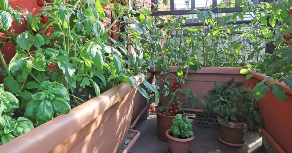 8 Simple Tricks Keep Indian Gardens Alive in Summer Heat - Image 2