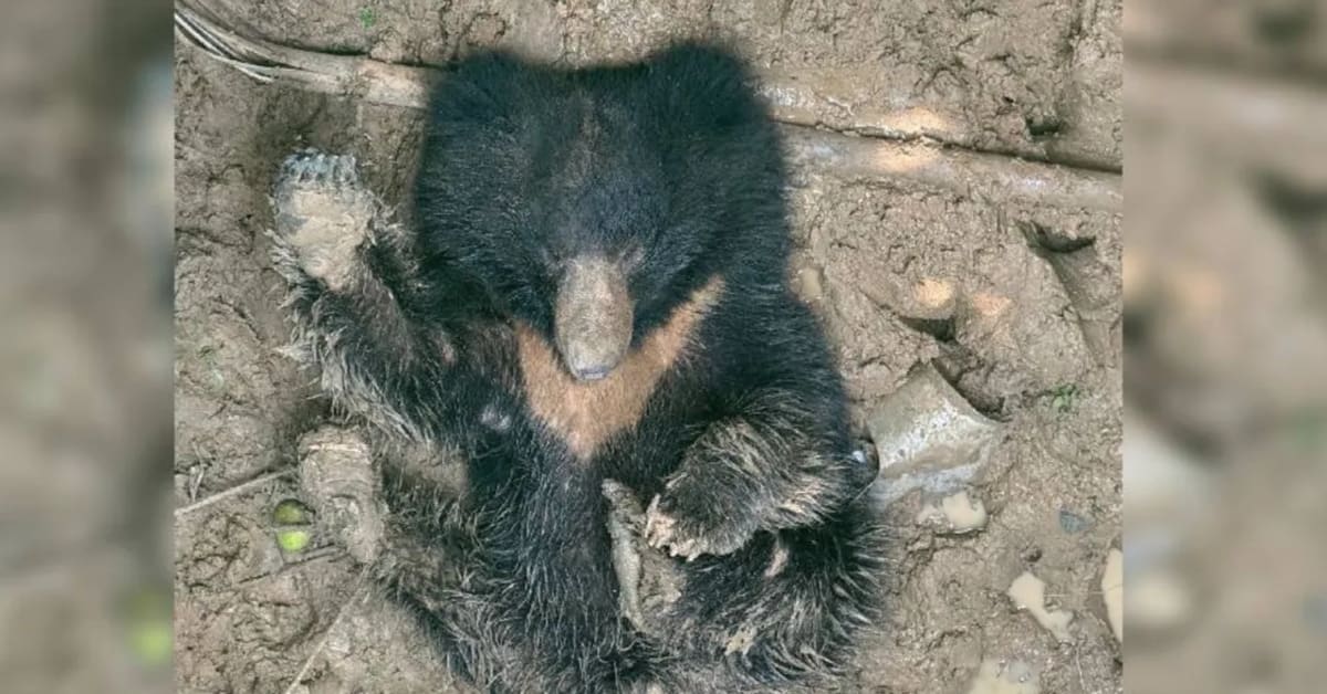 Rescuers Save Dehydrated Bear Trapped in Well in India - Image 2