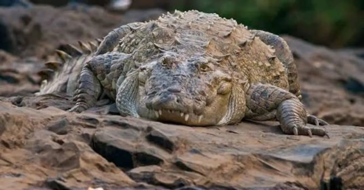 India's Similipal Park Adds 3 Crocodiles, Reversing Decline - Image 3