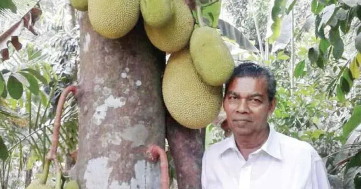 Kerala Man Preserves 210 Jackfruit Varieties Organically - Image 2
