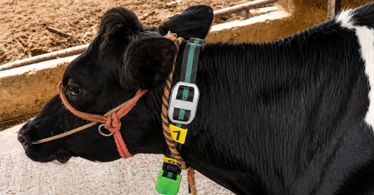 AI Cow Collar Saves Indian Dairy Farmers Thousands - Image 3