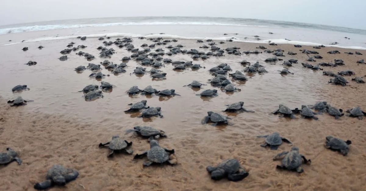Olive Ridley Turtles Navigate 20 Years to Their Birth Beach - Image 3