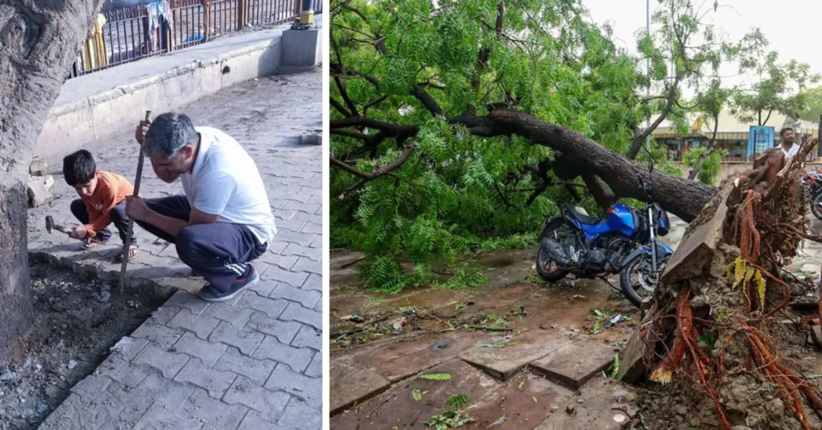 Dehradun Removes Concrete to Save Trees From Falling - Image 2