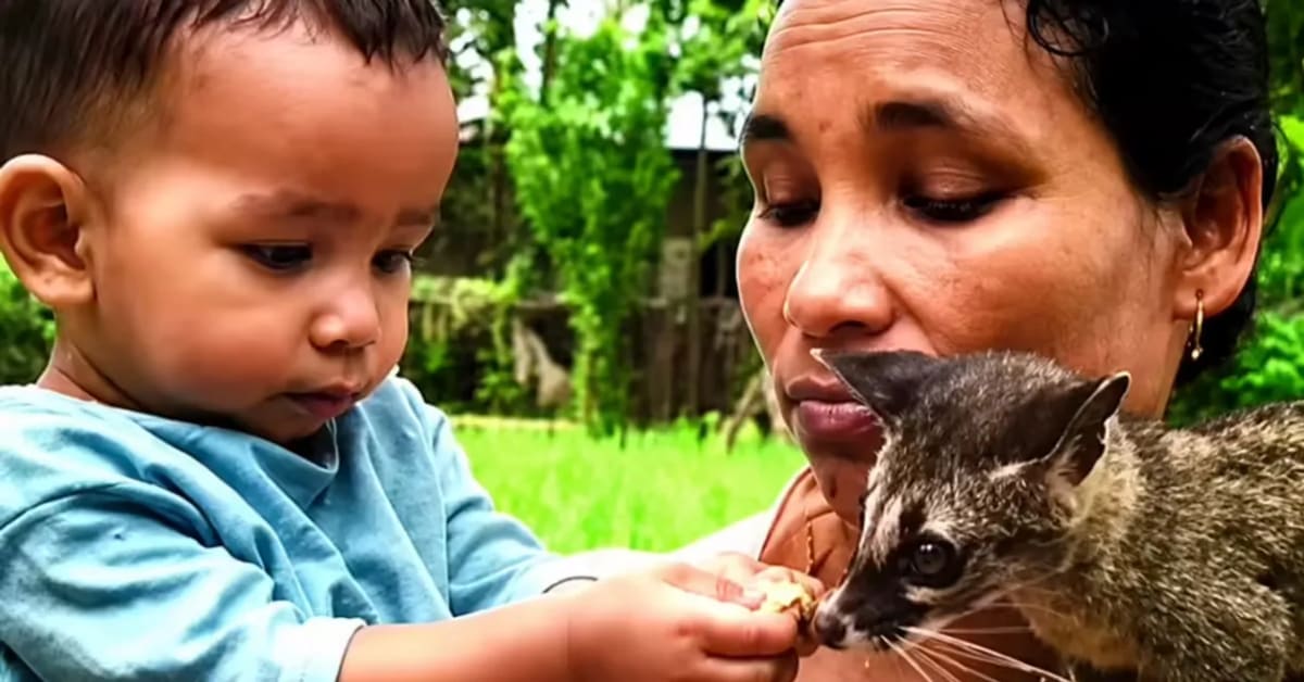 Assam Family Raises Orphaned Civet, Now in School Textbooks - Image 2