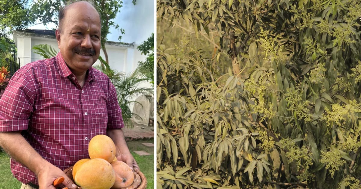 Retired Man Grows 11 Mango Varieties on Single Tree - Image 2