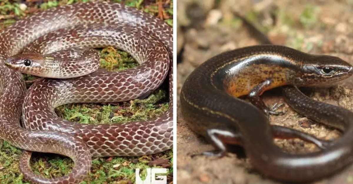 India Discovers Record 709 New Animal Species in 2025 - Image 2