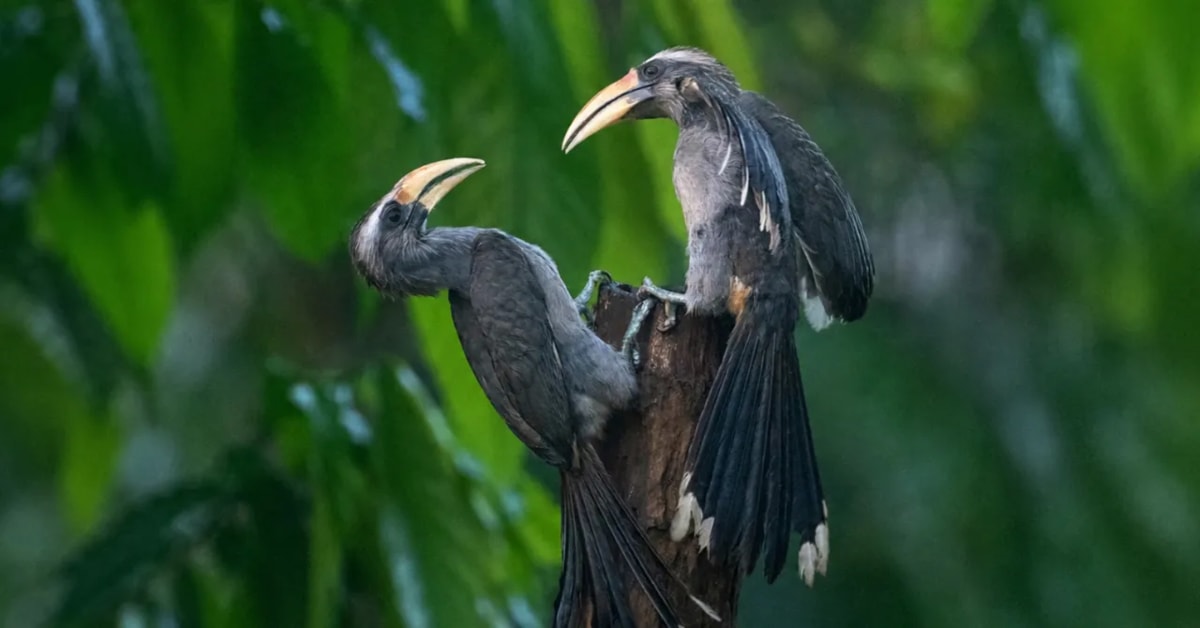 Rare Hornbills Return to India's Gir After 60 Years - Image 2