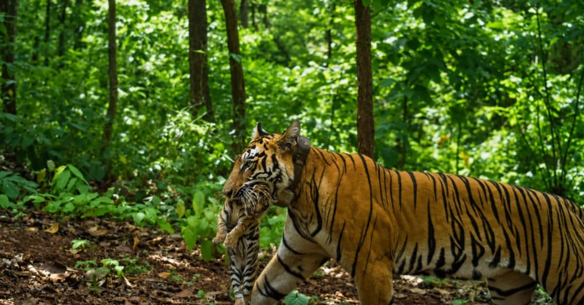 Runaway Tigress Zeenat Now Raises 4 Cubs in Indian Reserve - Image 2