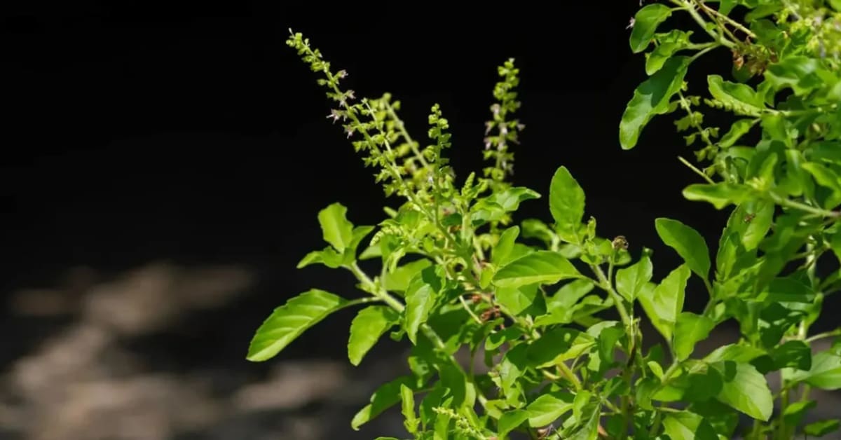 6 Kitchen Scraps You Can Grow Into Fresh Plants at Home - Image 5