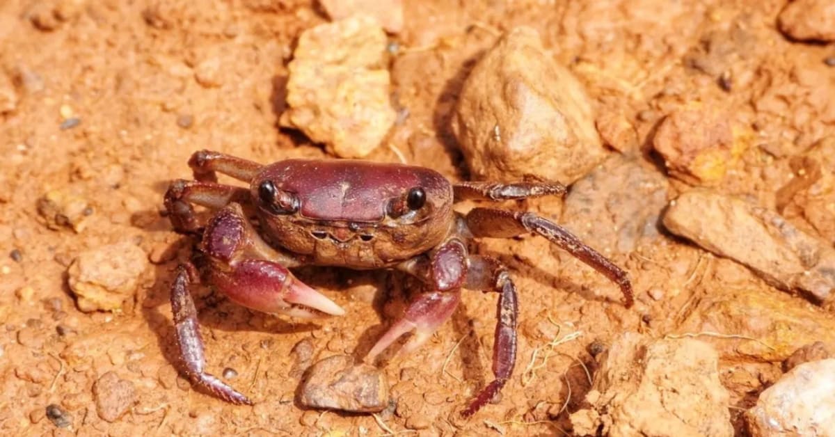 Forester's Curiosity Leads to New Crab Species Discovery - Image 2