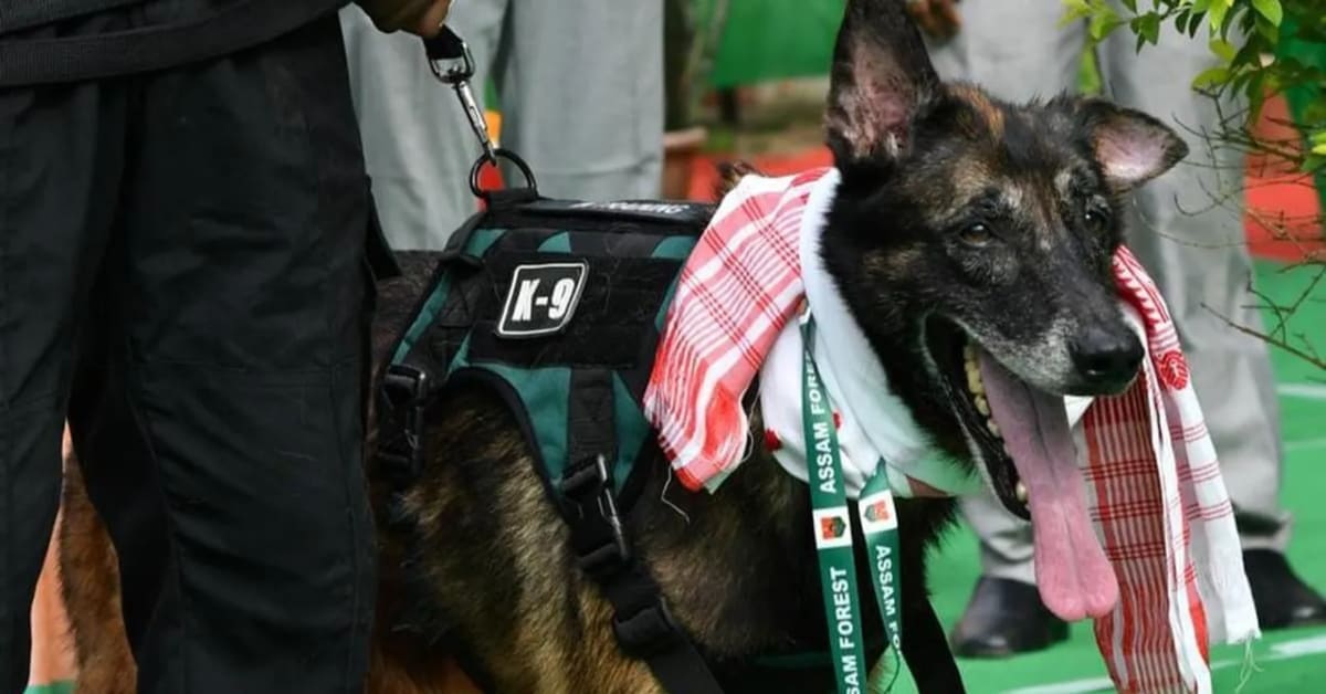 K9 Leon Retires After 8 Years Protecting Assam Wildlife - Image 2