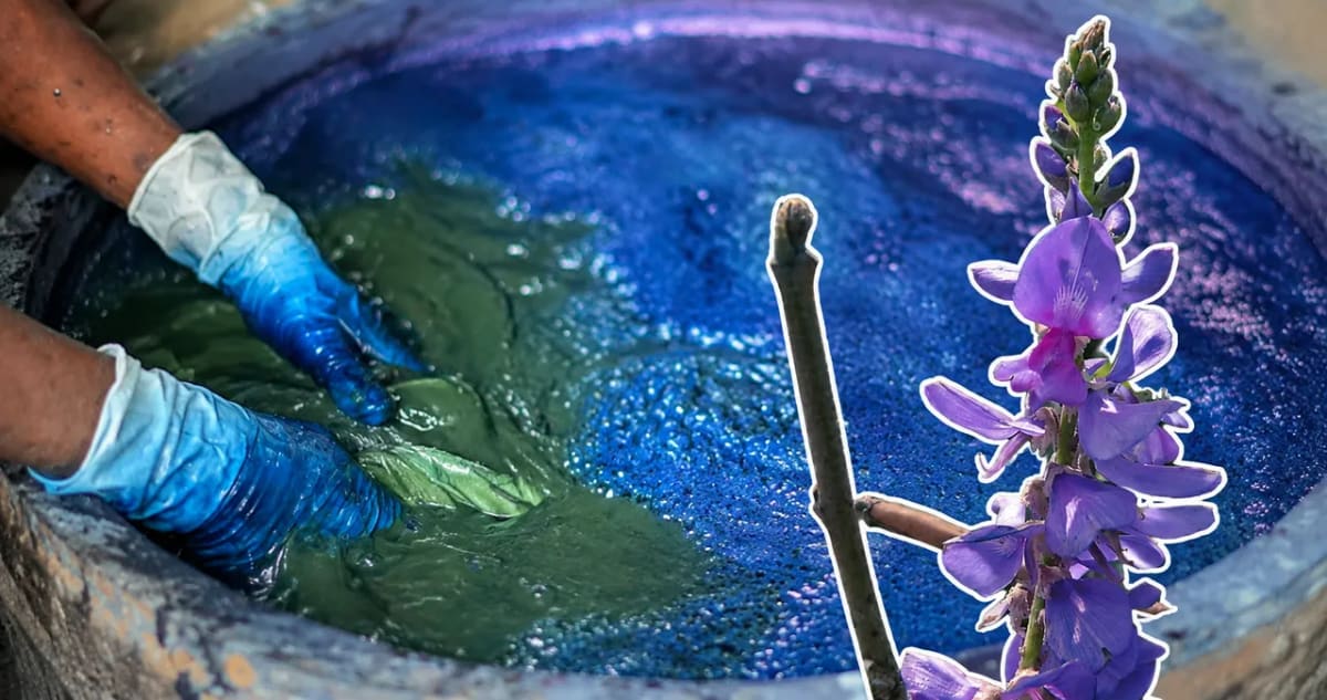 How Indigo Farmers Sparked Gandhi's First India Protest - Image 2