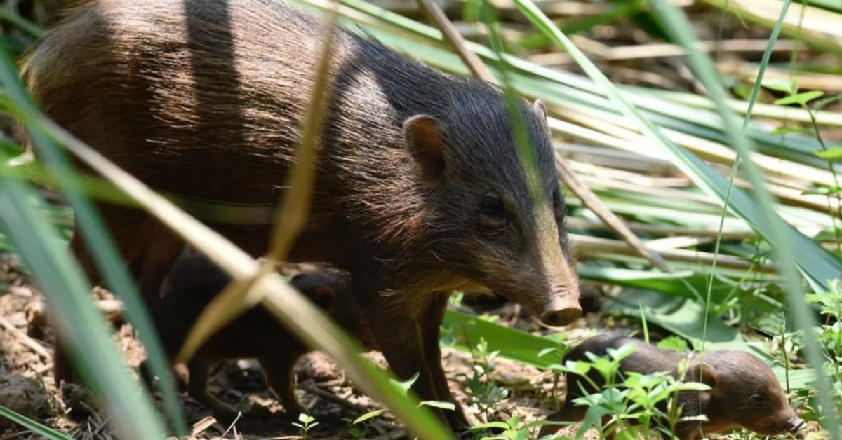 Assam Brings World's Smallest Pig Back from Near Extinction - Image 2