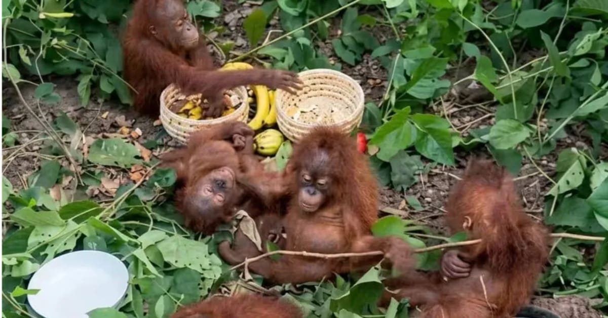 India Rescues 5 Baby Orangutans in Wildlife Mystery - Image 2