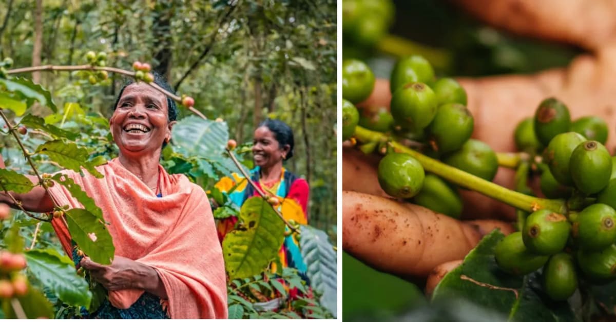 Forest Coffee from India Reaches Global BRICS Summit - Image 2