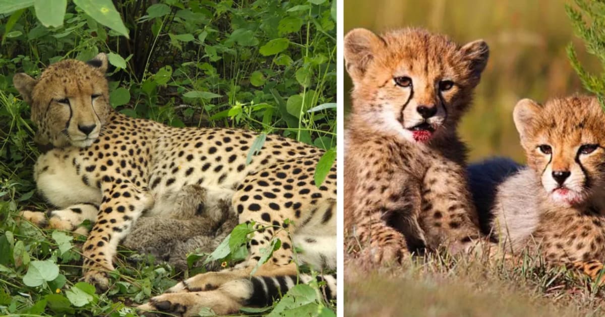 India-Born Cheetah Births 4 Cubs After Losing First Litter - Image 2