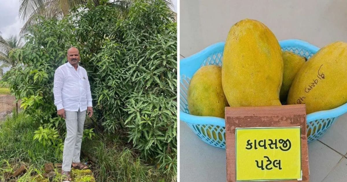 Farmer Revives 200-Year-Old Mango Once Gifted to Royalty - Image 3