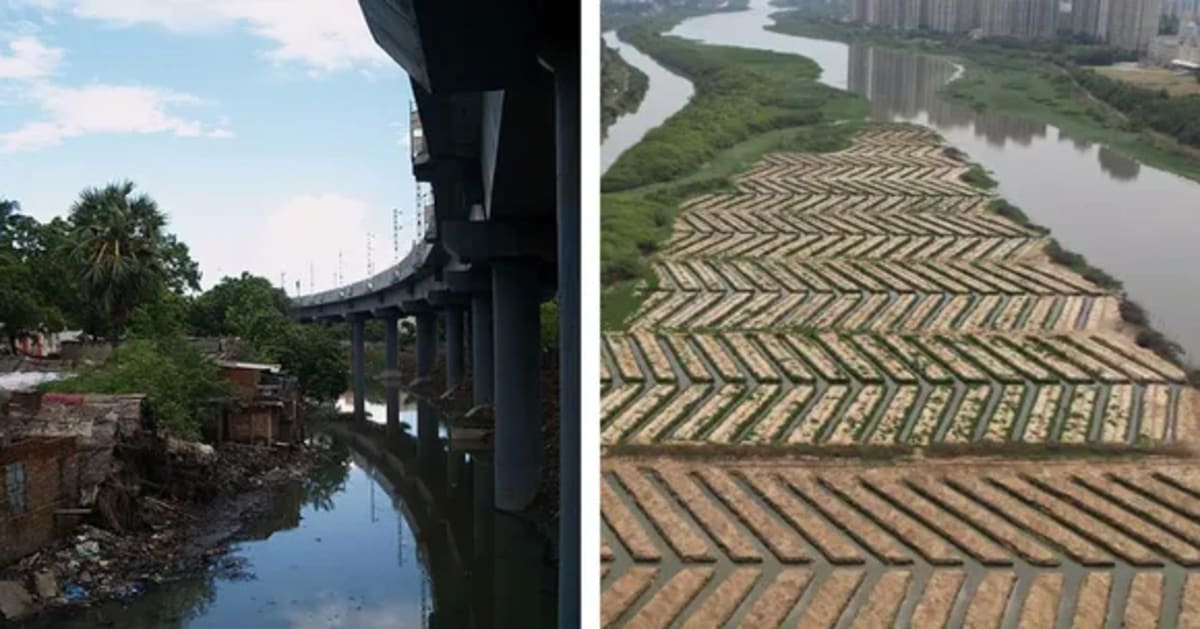 Indian Village Plants 90,000 Trees, Becomes Net Zero - Image 5