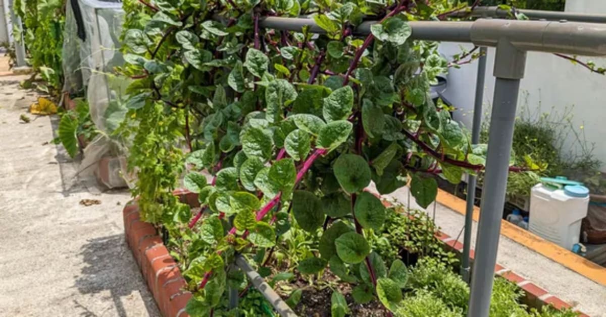 India's Rooftop Gardens Cool Homes 4°C, Feed Families - Image 4