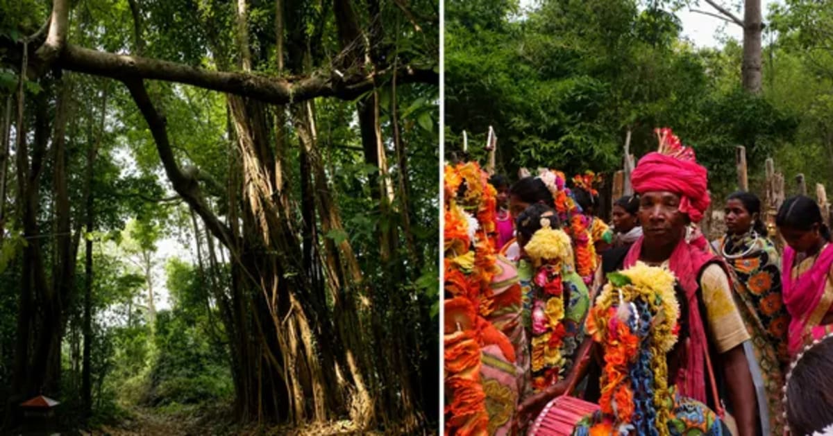 Sikkim's Singing Forest Gets Official Recognition - Image 5