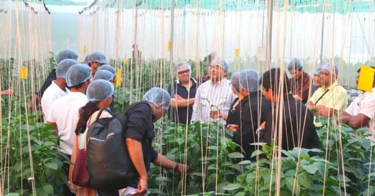 Jasmine Farming Lifts 234 Tribal Families Out of Poverty - Image 3