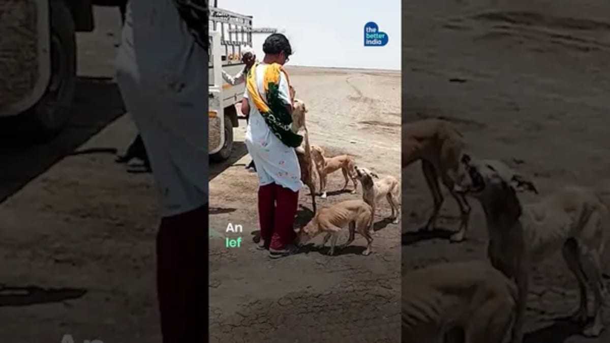 Street Dog Left to Die Now Heals Hearts in India - Image 5