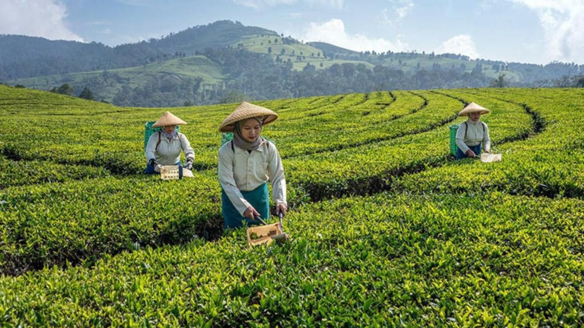UAE Commits $1.5M to Boost Asia-Pacific Food Security