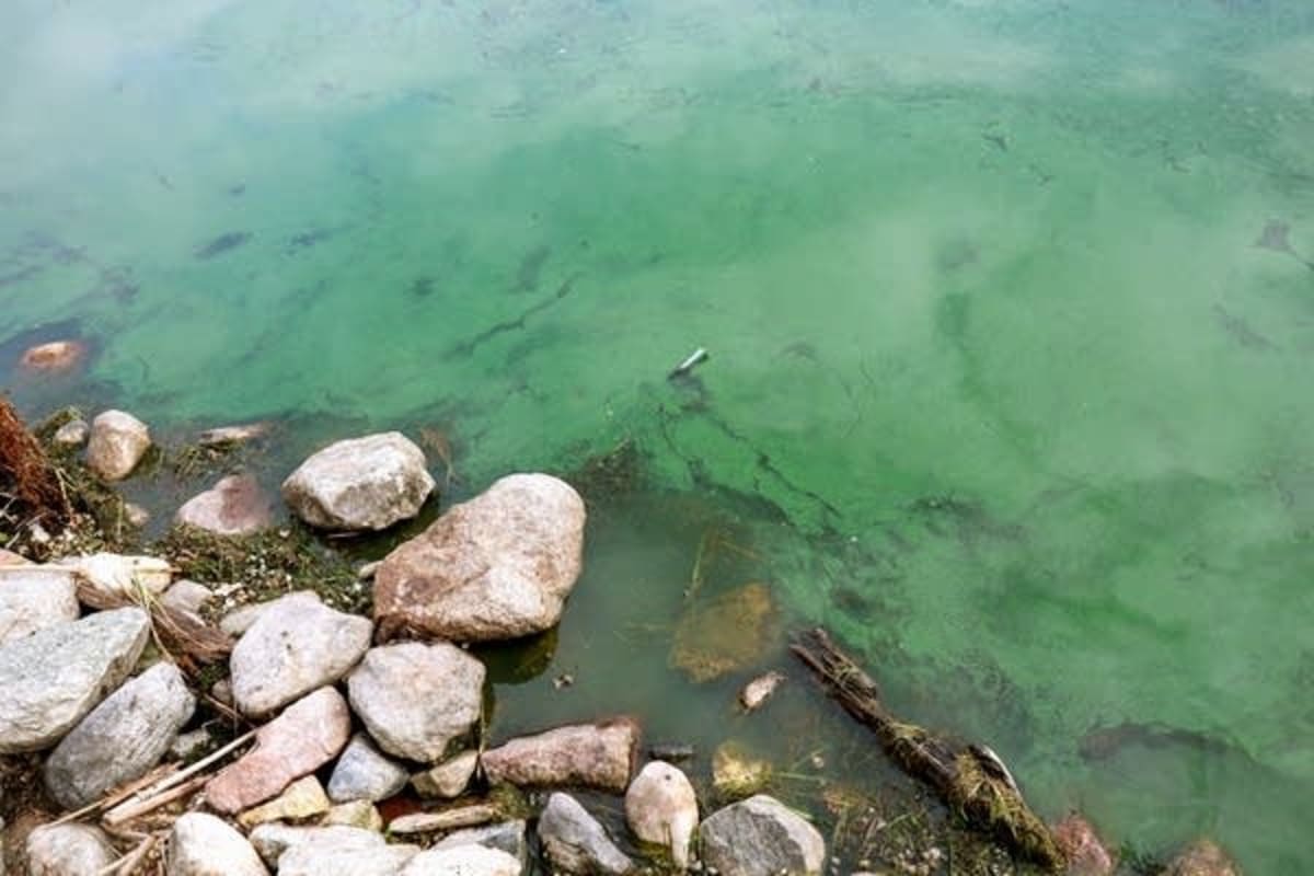 Minnesota Tests Clay Treatment to Stop Toxic Algae Blooms - Image 2