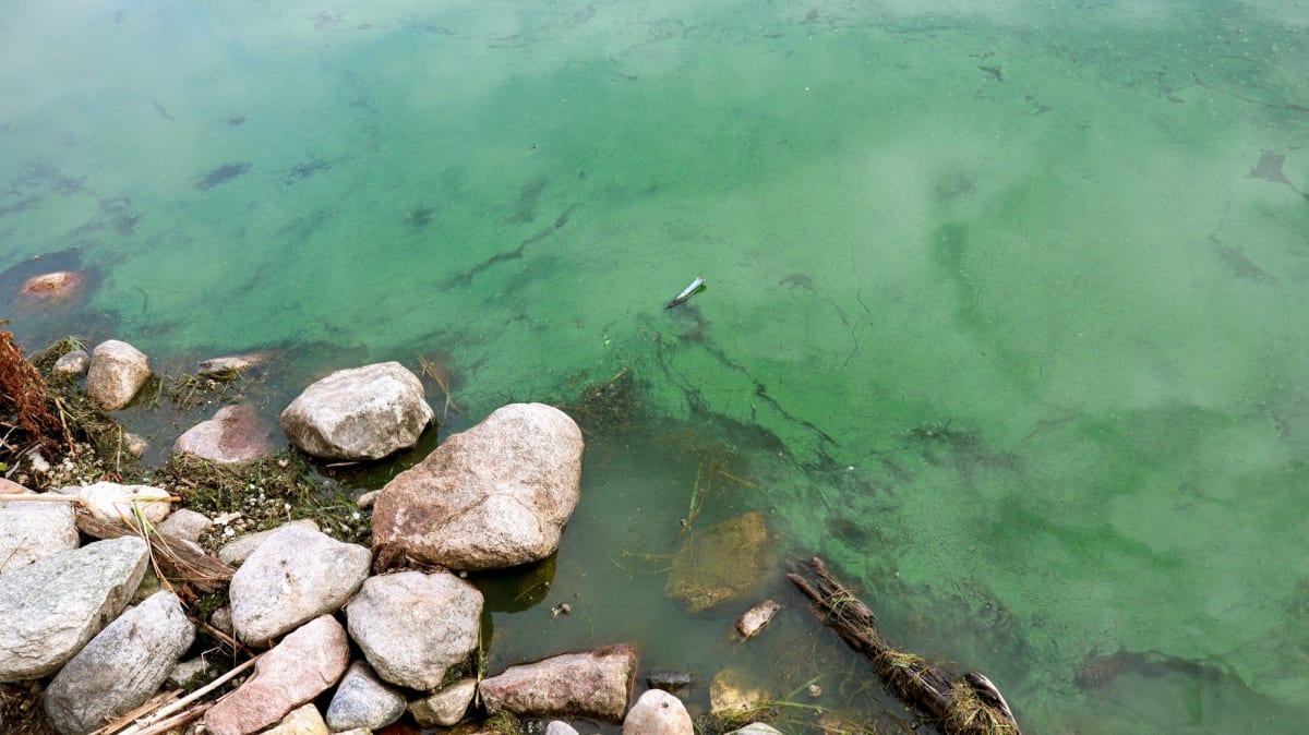 Researchers spraying clay treatment over water surface to remove toxic blue-green algae bloom